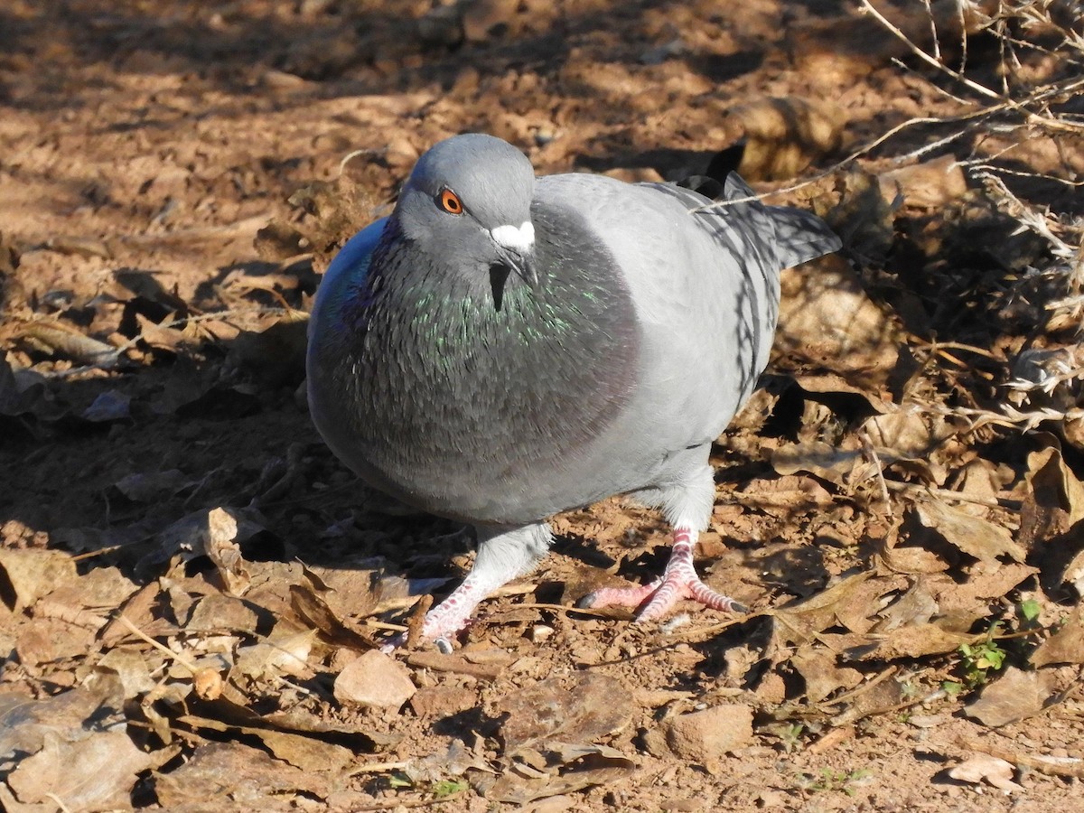 Rock Pigeon (Feral Pigeon) - Cliff Cordy
