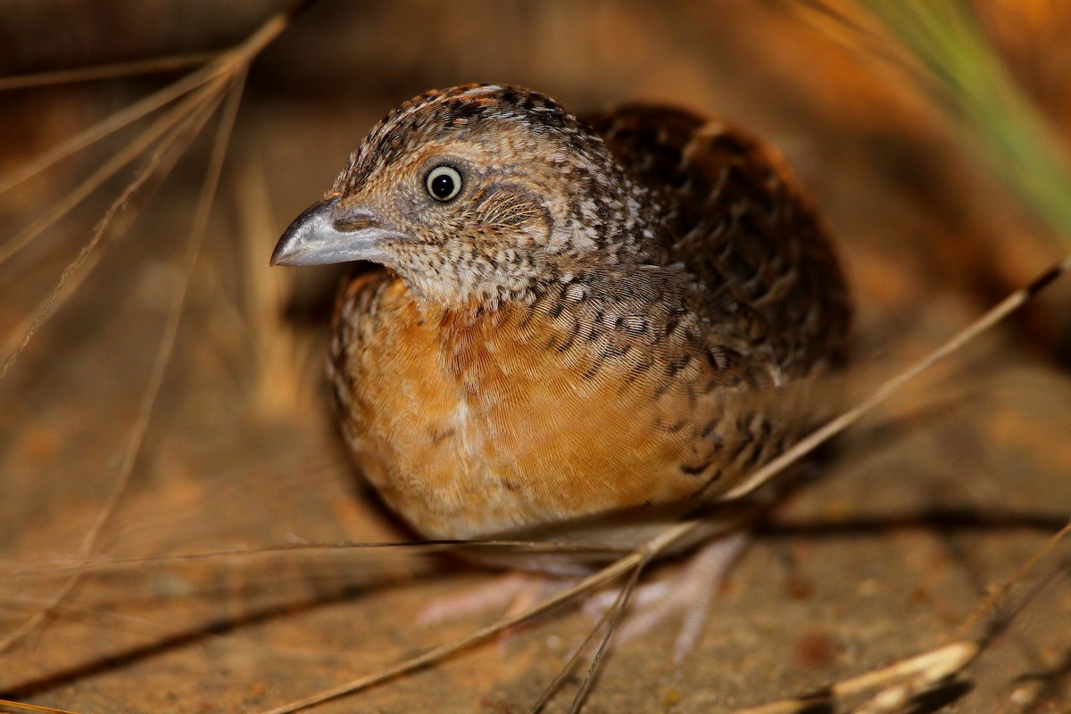 Red-chested Buttonquail - ML211999751