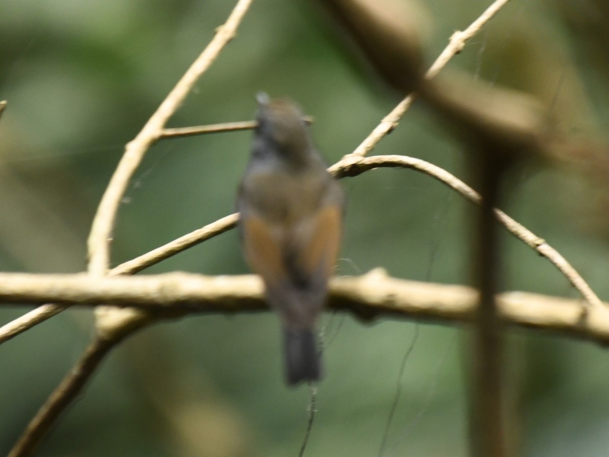 Rufous-gorgeted Flycatcher - Renuka Vijayaraghavan