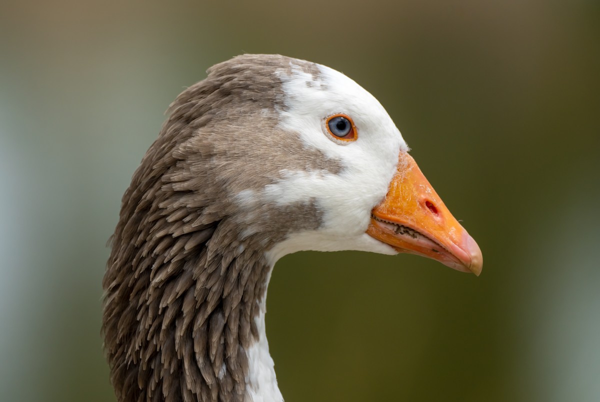 Graylag Goose (Domestic type) - ML212003081