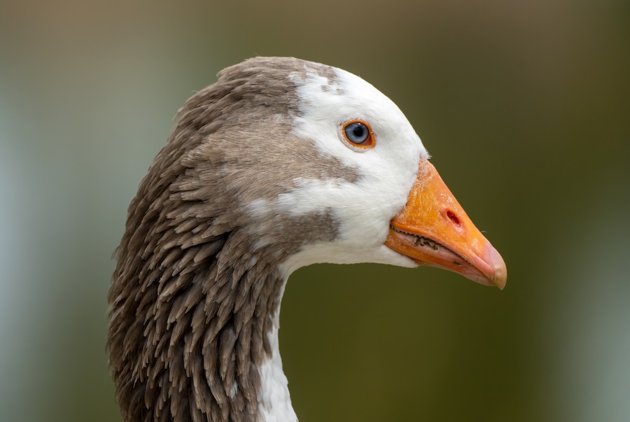 That Grey Goose doesn't actually speak French?! – je parle américain