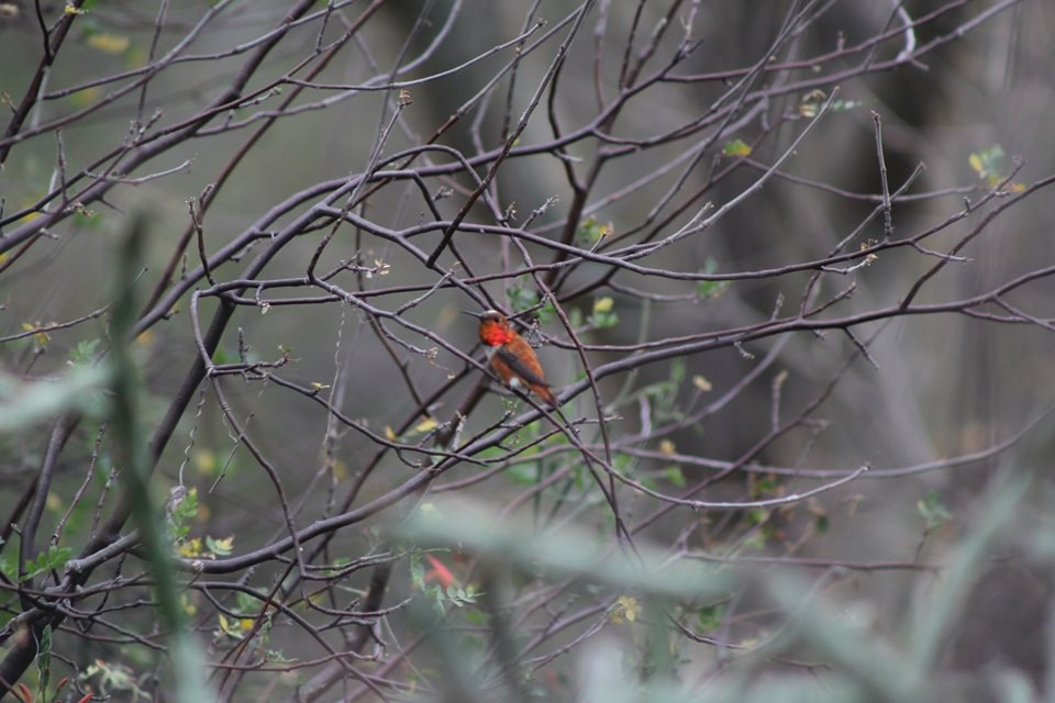 Rufous Hummingbird - ML212005431