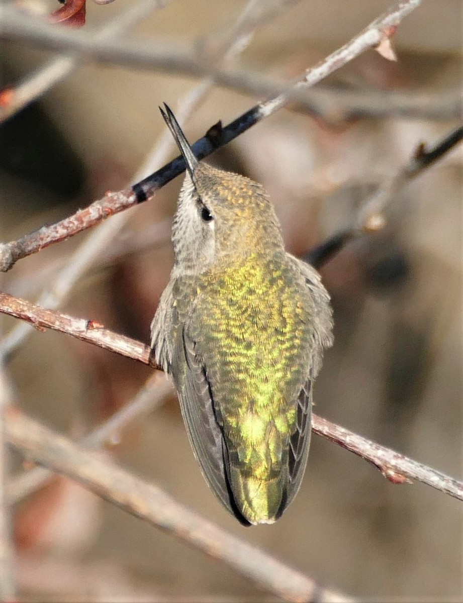 Anna's Hummingbird - ML212009501