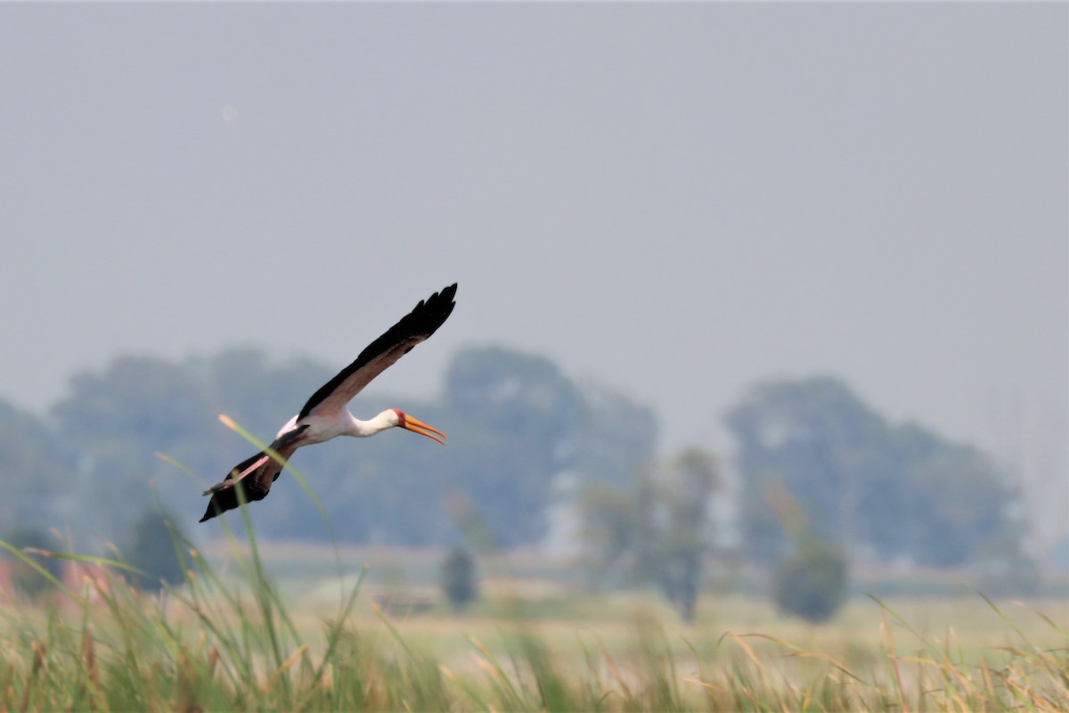 Yellow-billed Stork - Athian Labuschagne