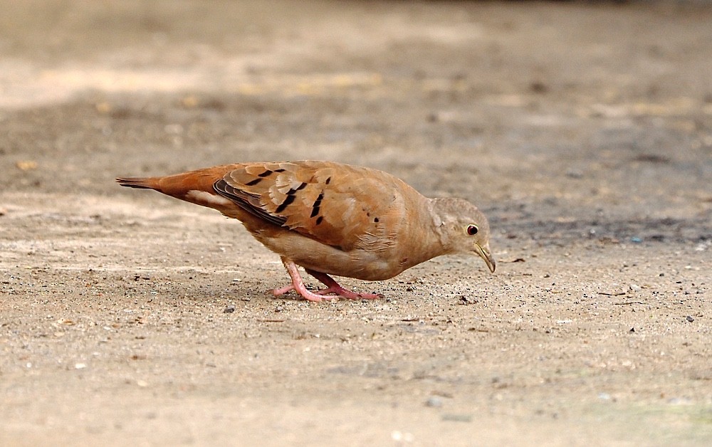 Ruddy Ground Dove - ML212013391