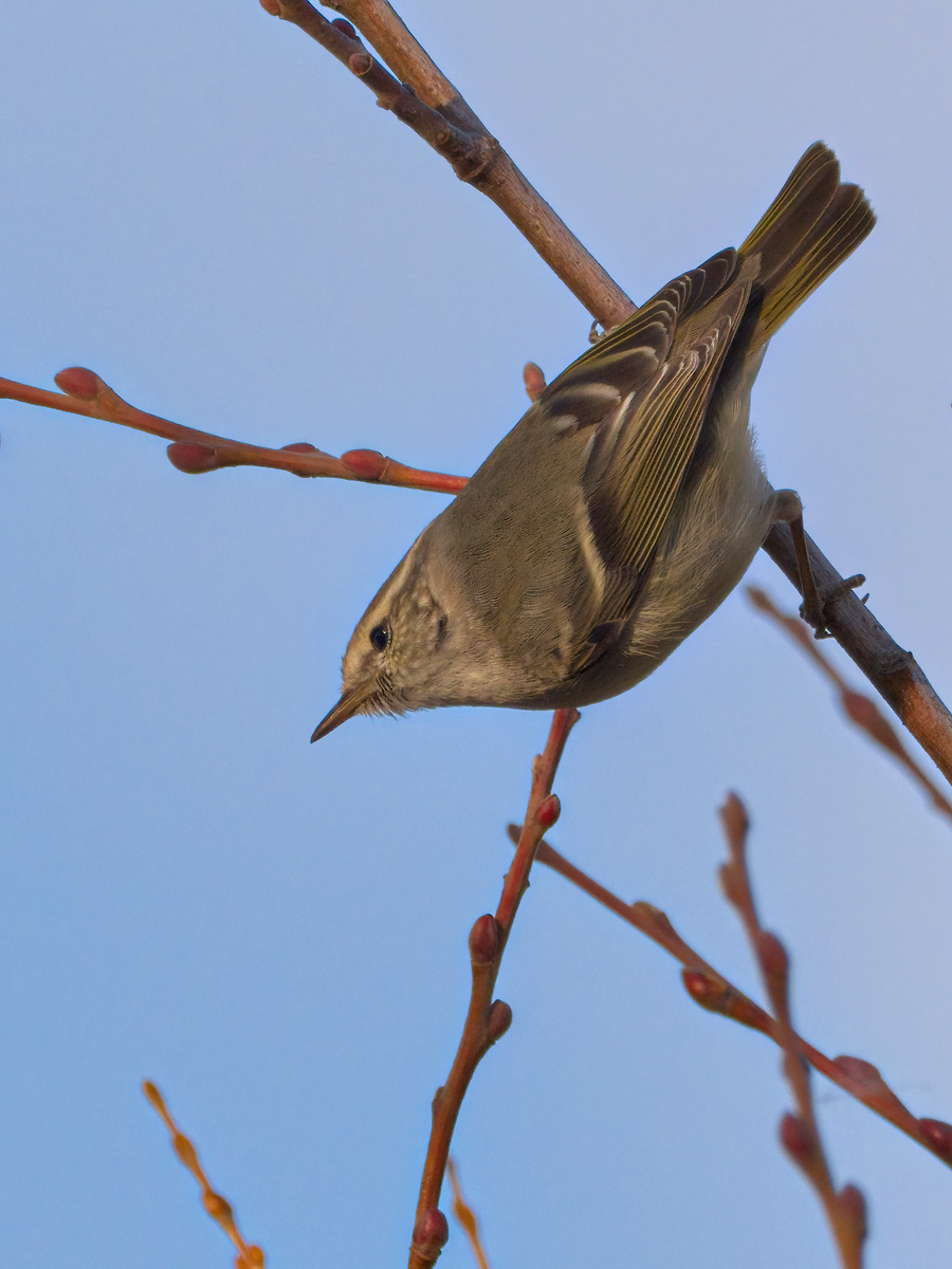 Hume's Warbler - ML212015011