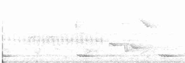 White-cheeked Barbet - ML212015111