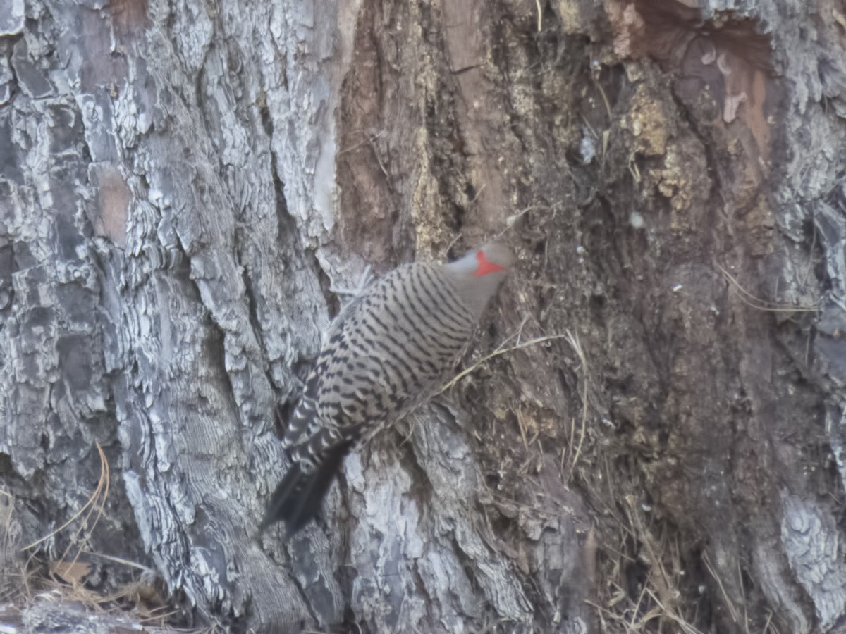 Northern Flicker (Yellow-shafted) - ML21201681