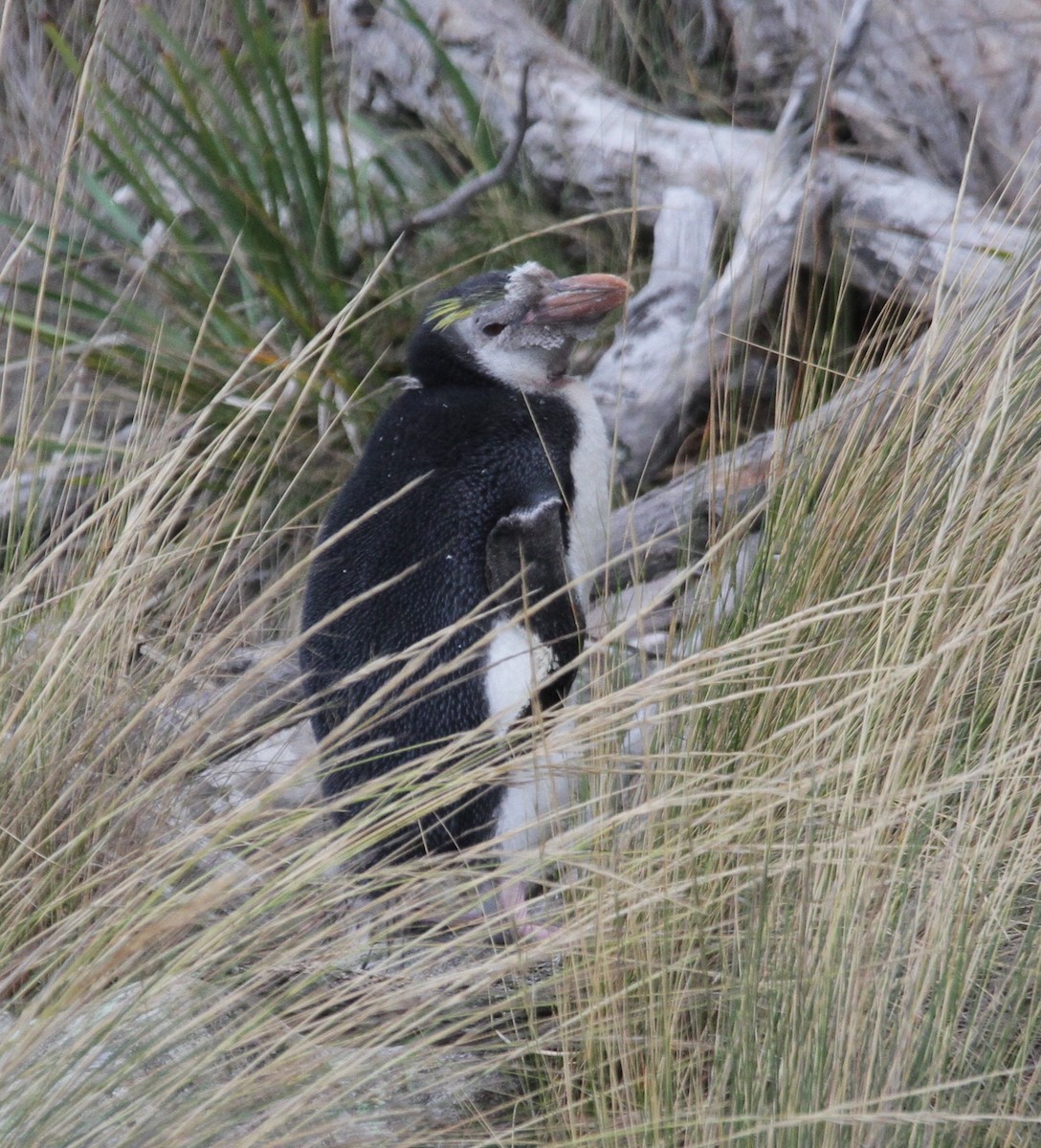 tučňák královský - ML212017161
