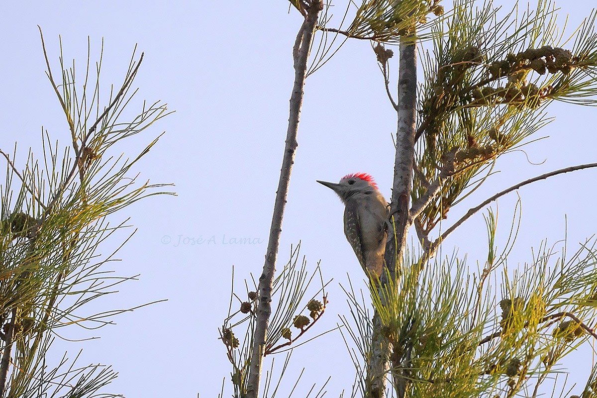 African Gray Woodpecker - Jose Antonio Lama