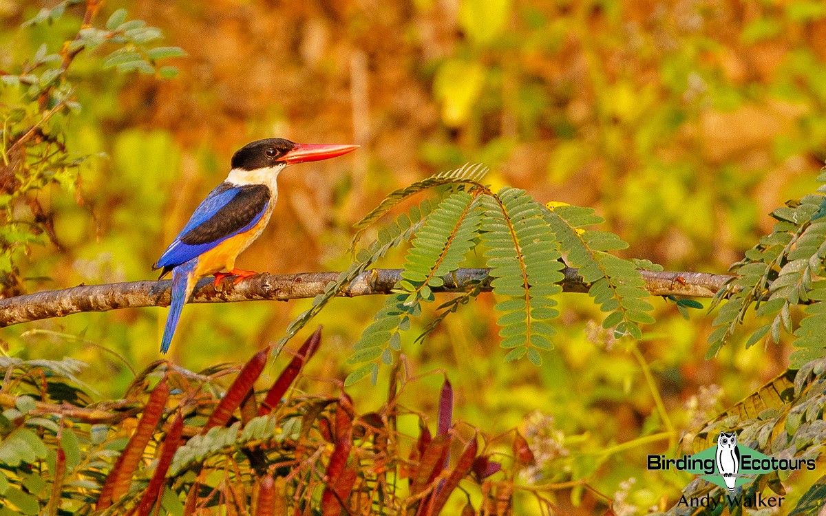 Black-capped Kingfisher - Andy Walker - Birding Ecotours