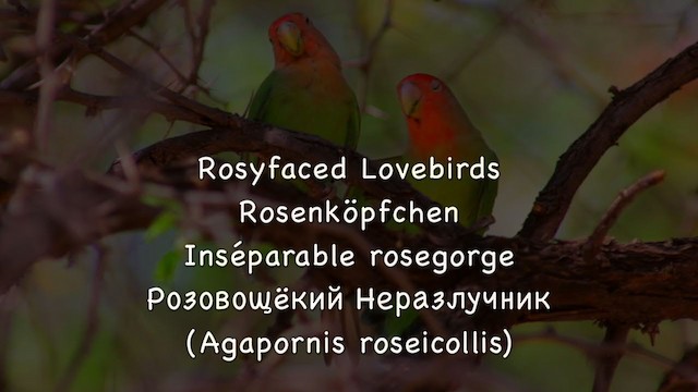 Rosy-faced Lovebird - ML212025651