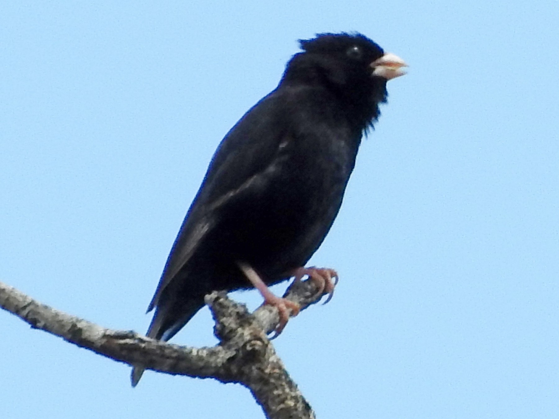 Purple Indigobird - Diane Thomas