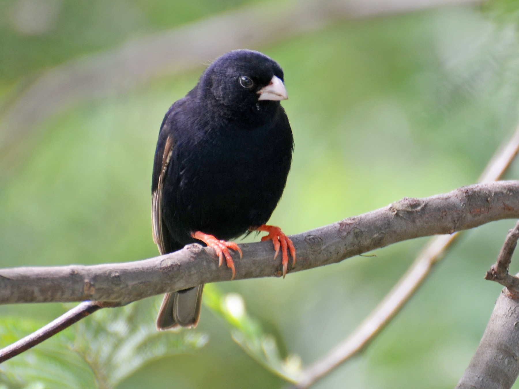 Variable Indigobird - Tristan Herwood