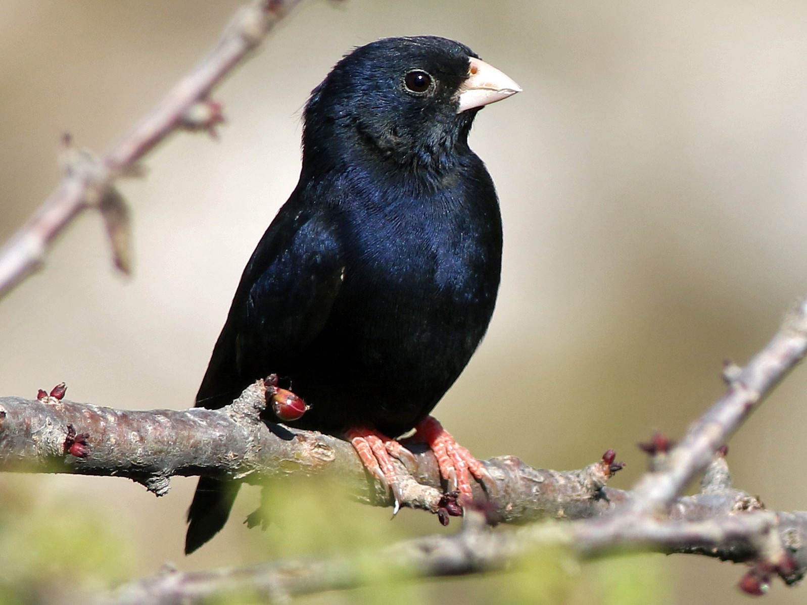 Village Indigobird - Andrew Spencer