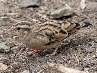 雌鳥/非繁殖期雄鳥 - Forest Botial-Jarvis - ML212026911