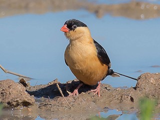  - Shaft-tailed Whydah