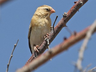 雌鳥/非繁殖期雄鳥 - Charley Hesse TROPICAL BIRDING - ML212027631