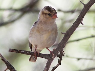  - Shaft-tailed Whydah