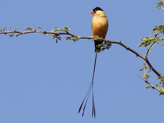 - Shaft-tailed Whydah
