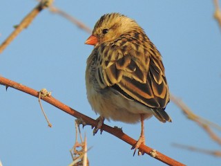  - Shaft-tailed Whydah