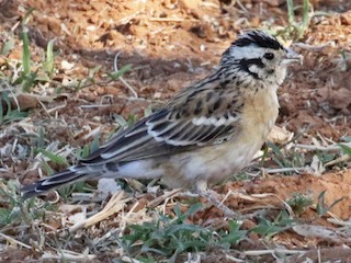 雌鳥/非繁殖期雄鳥 - Charley Hesse TROPICAL BIRDING - ML212027981