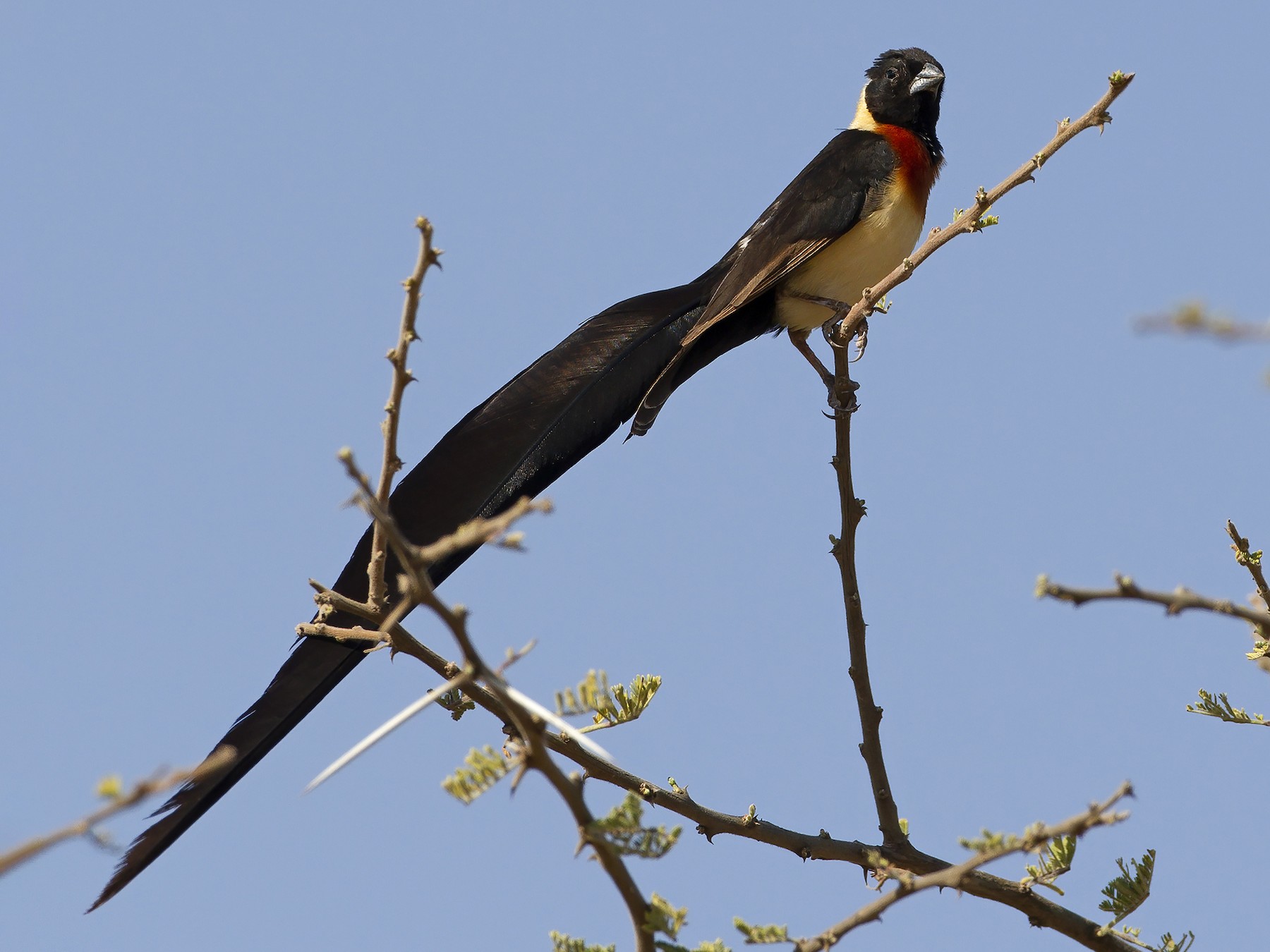 Eastern Paradise-Whydah - Marco Valentini