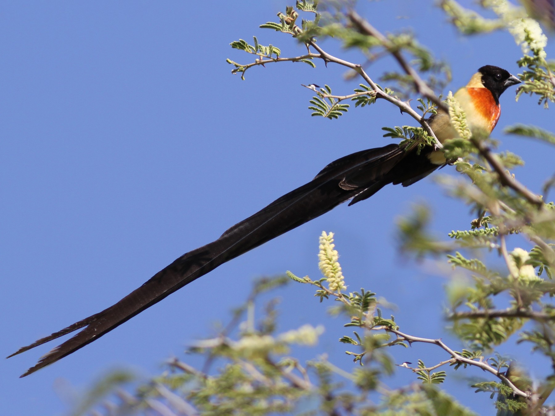 Eastern Paradise-Whydah - Daniel Jauvin