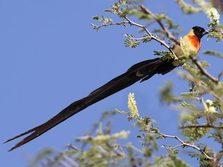 นกเพศผู้ชุดขนฤดูผสมพันธุ์ - Daniel Jauvin - ML212028041