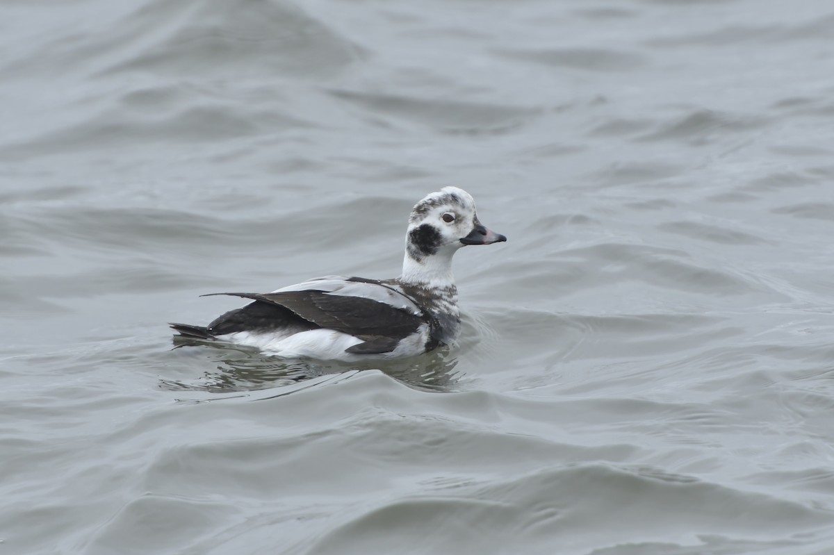 Long-tailed Duck - ML212028511