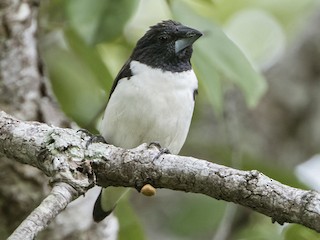 Chiroyli chizilgan erotik fon rasmi