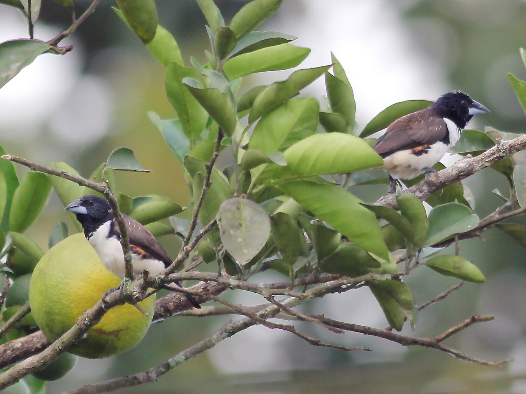 Magpie Mannikin - eBird