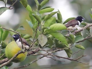 Magpie Mannikin - eBird