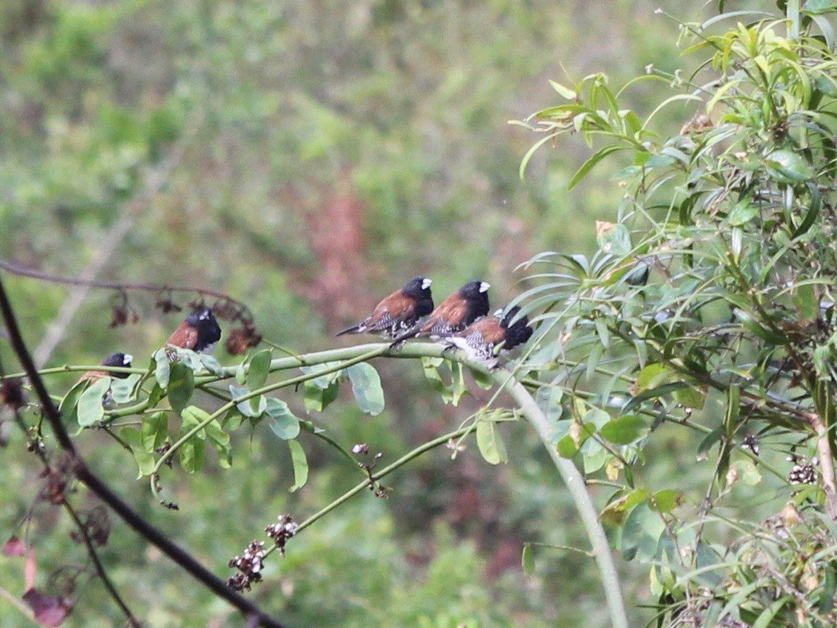 Alaca Munya - eBird