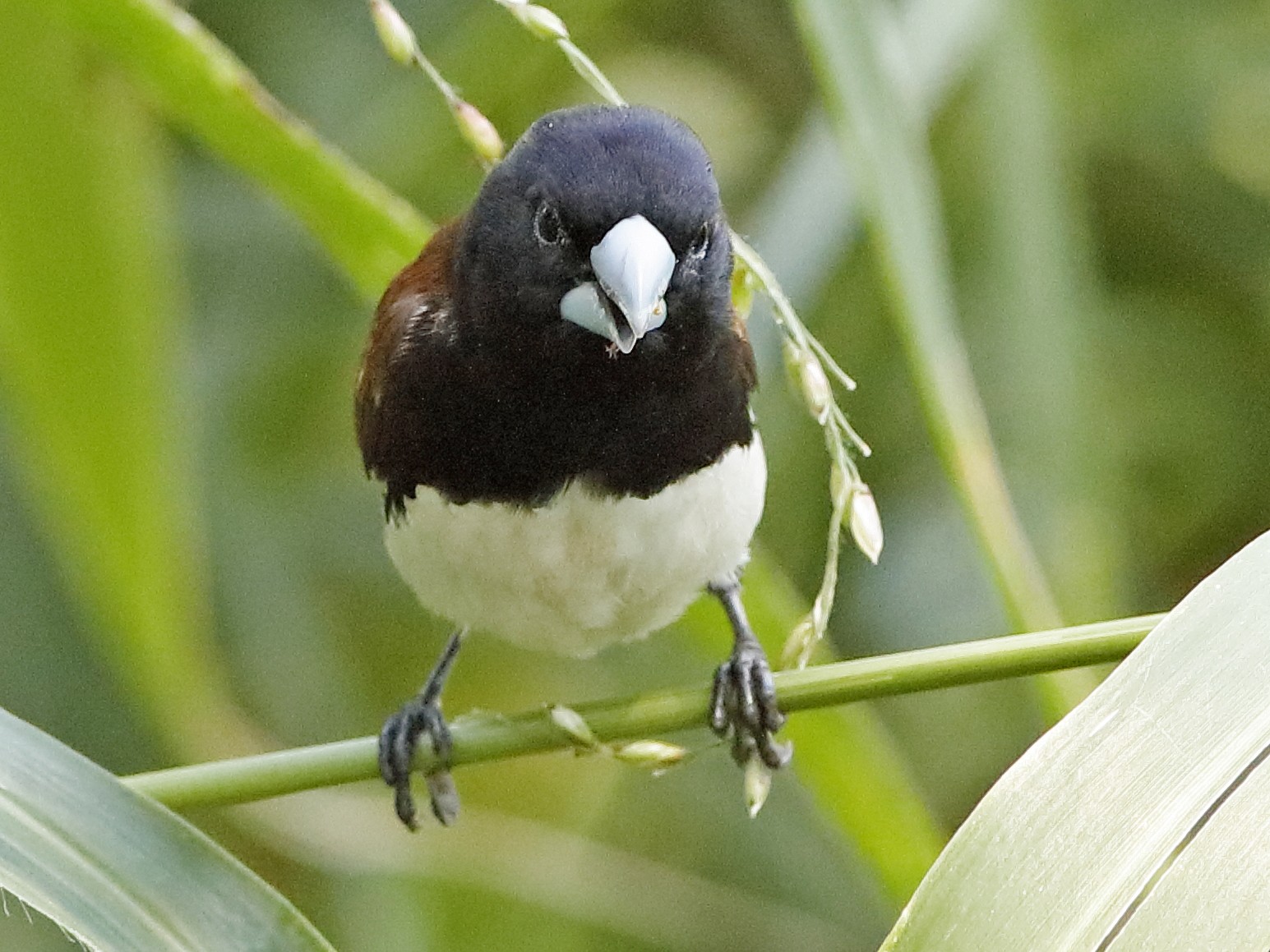 Black And White Finch Bird