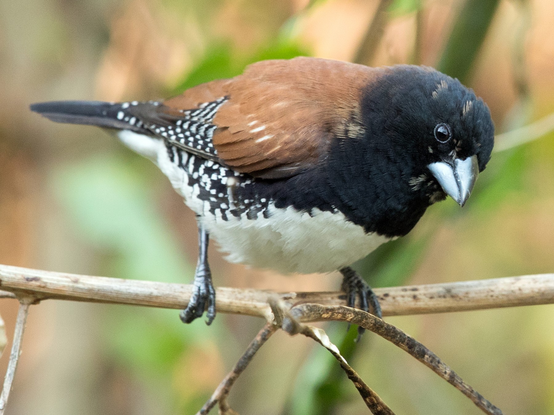 Black-and-white Mannikin - eBird