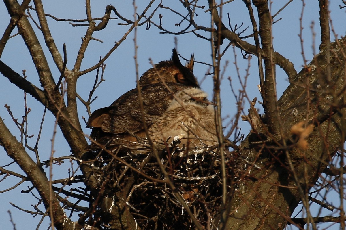 eBird Checklist 27 Feb 2020 Illinois Prairie PathElmhurst 1 species