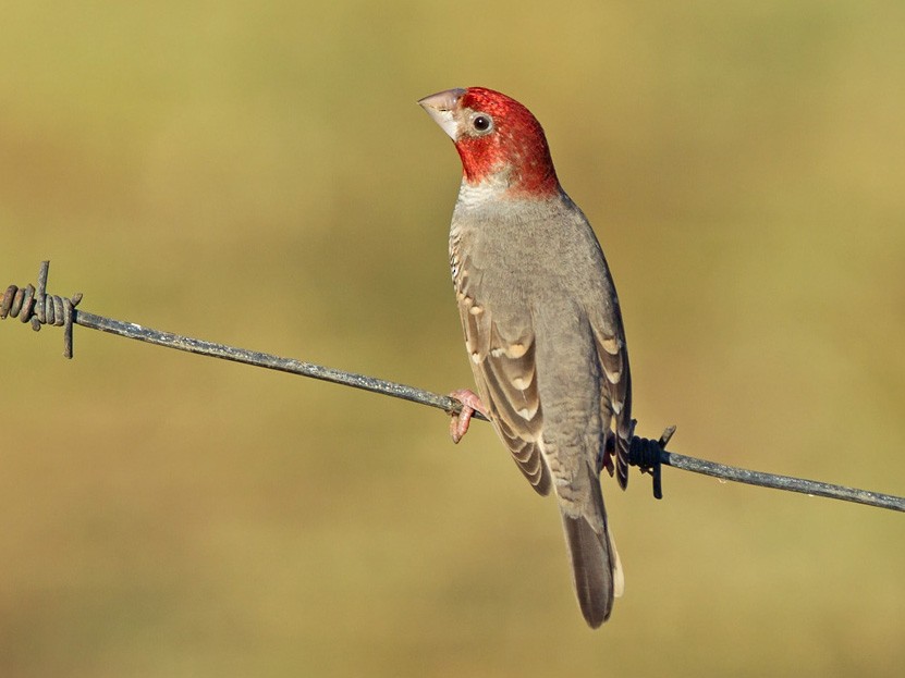 Red-headed Finch - Niall D Perrins