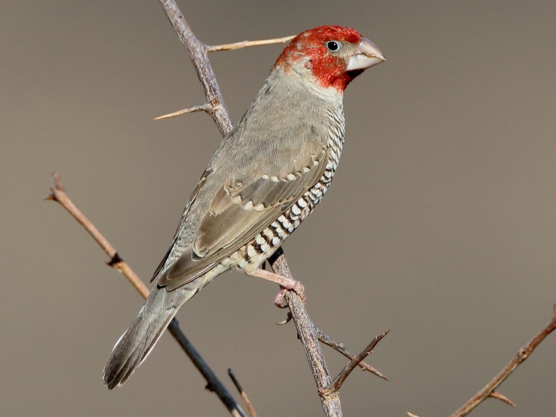 Red-headed Finch - Holger Teichmann