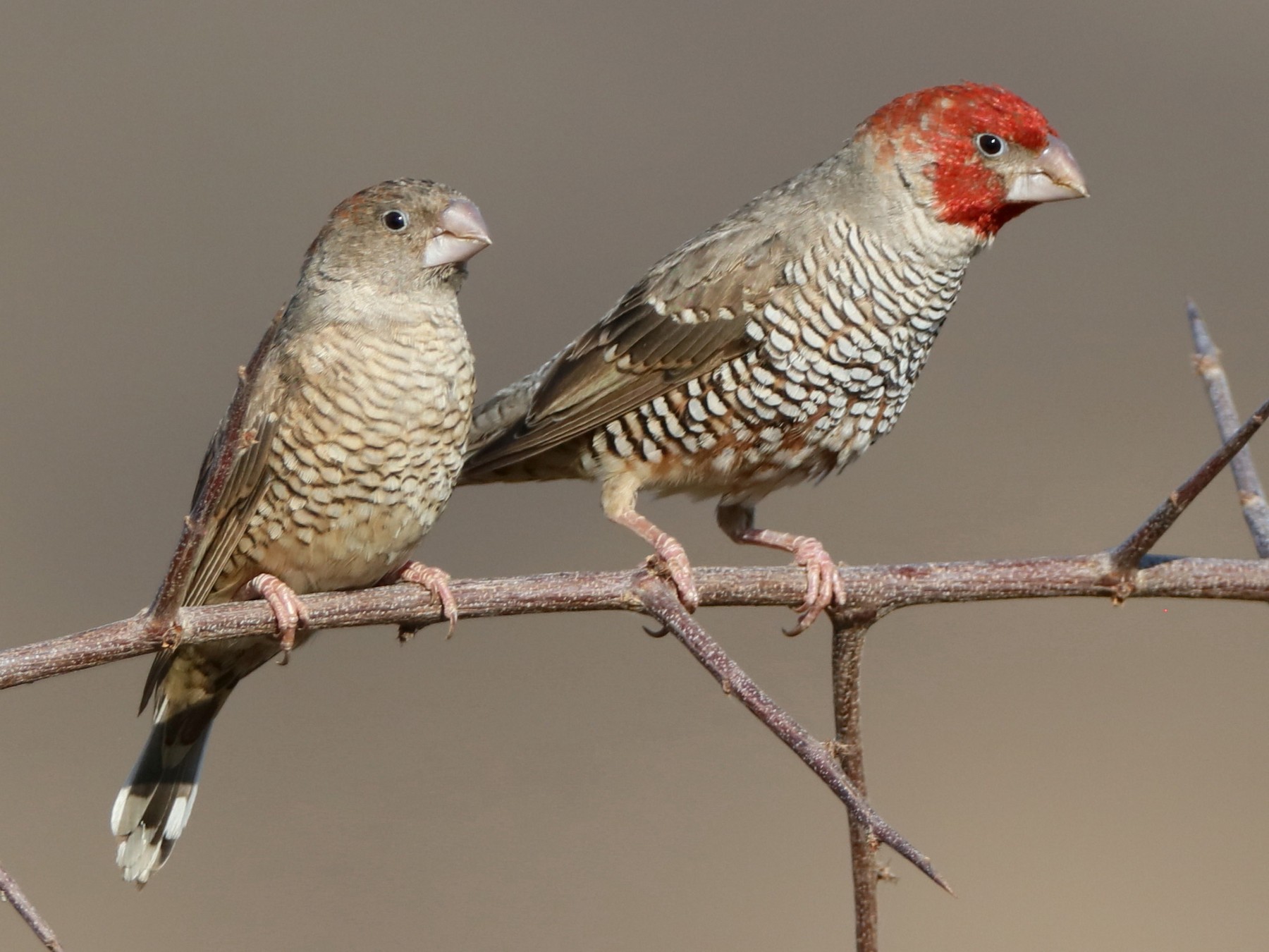 Red-headed Finch - eBird