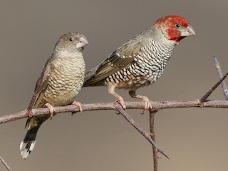 Männchen und Weibchen - Holger Teichmann - ML212029831