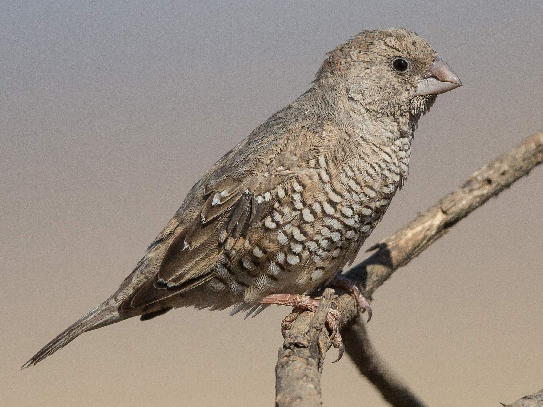 Red-headed Finch - Keith Barnes