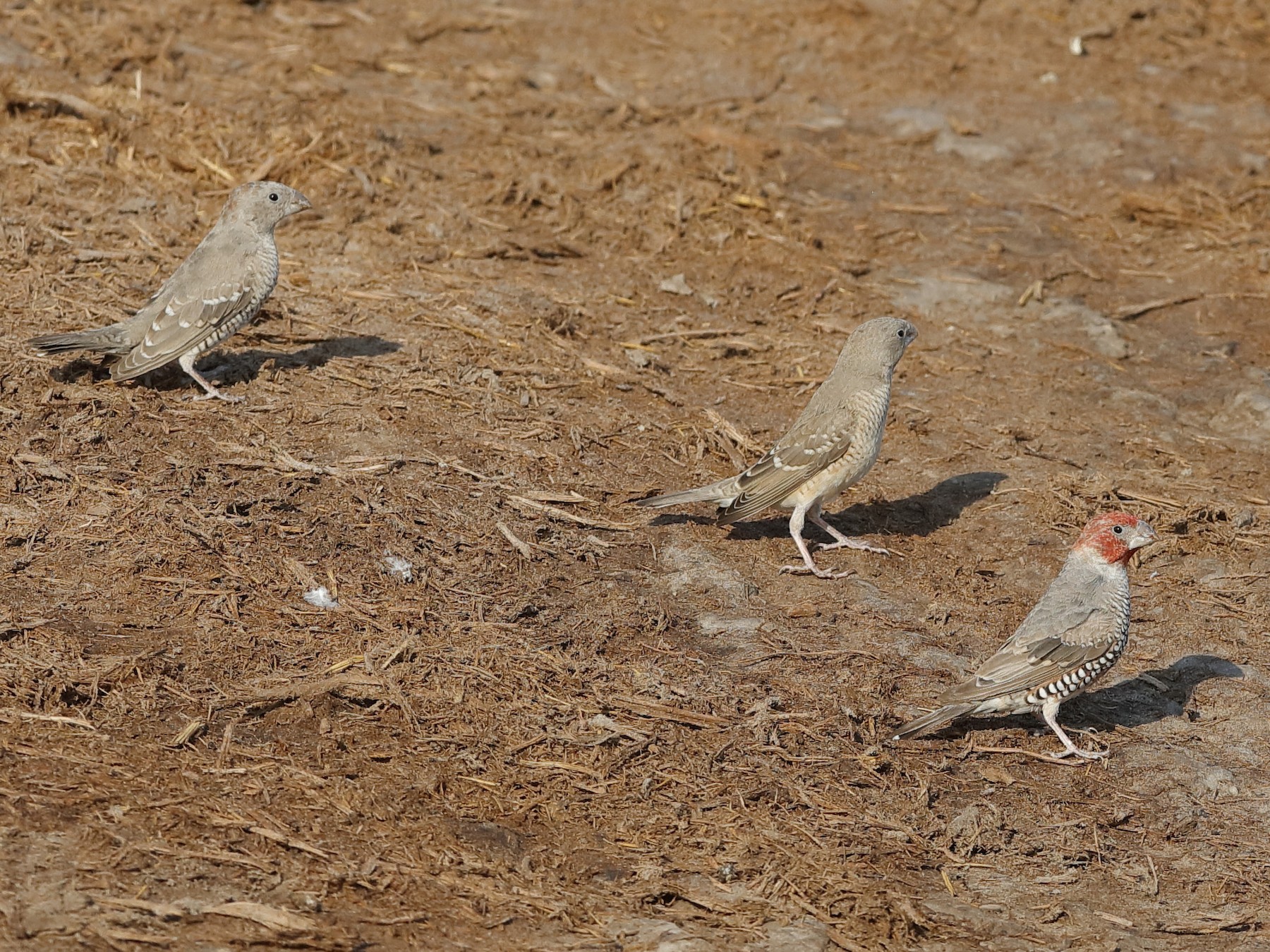 red capped sparrow