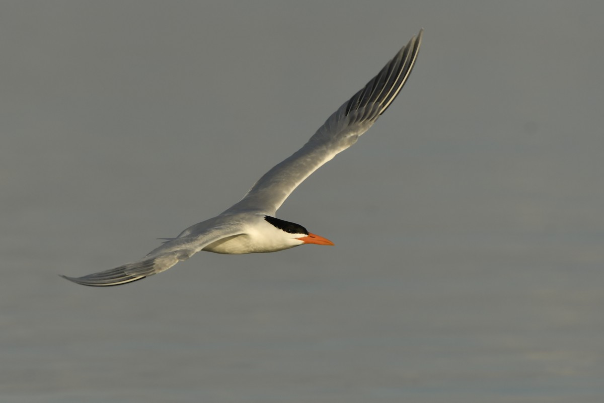 Royal Tern - Jonathan Irons