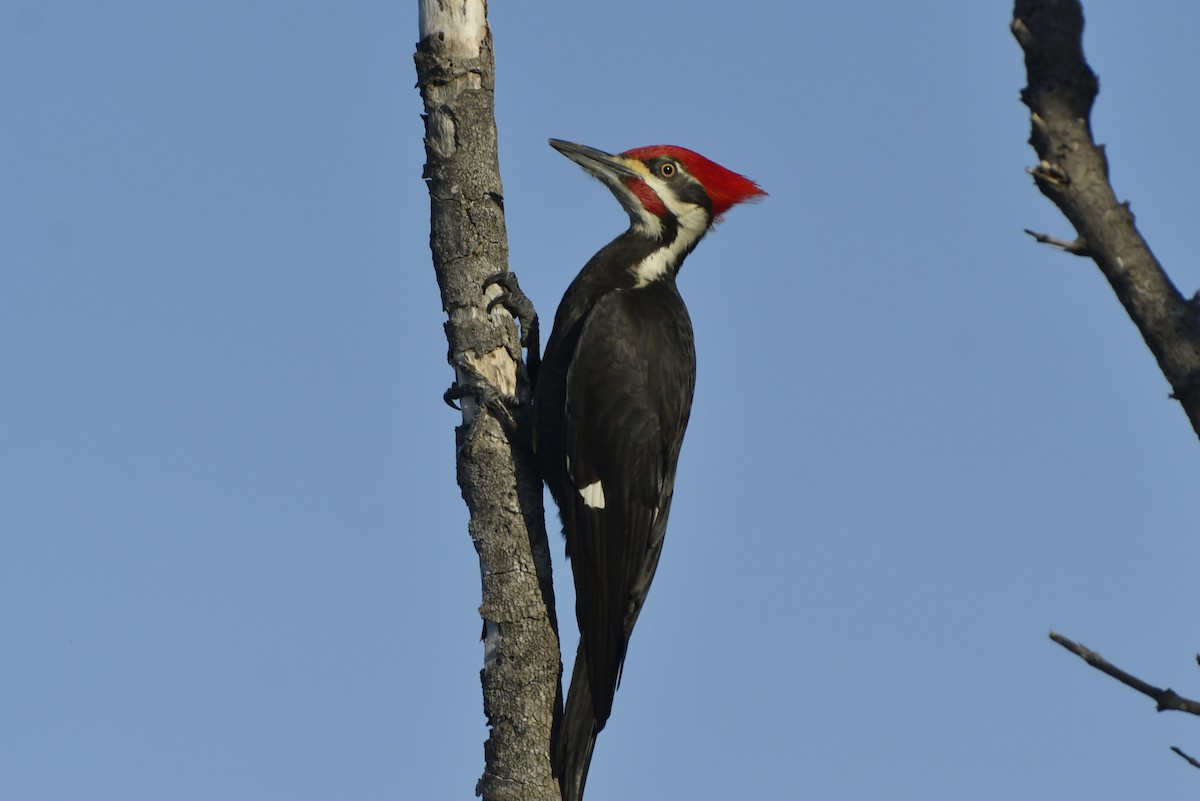 Pileated Woodpecker - ML212030711