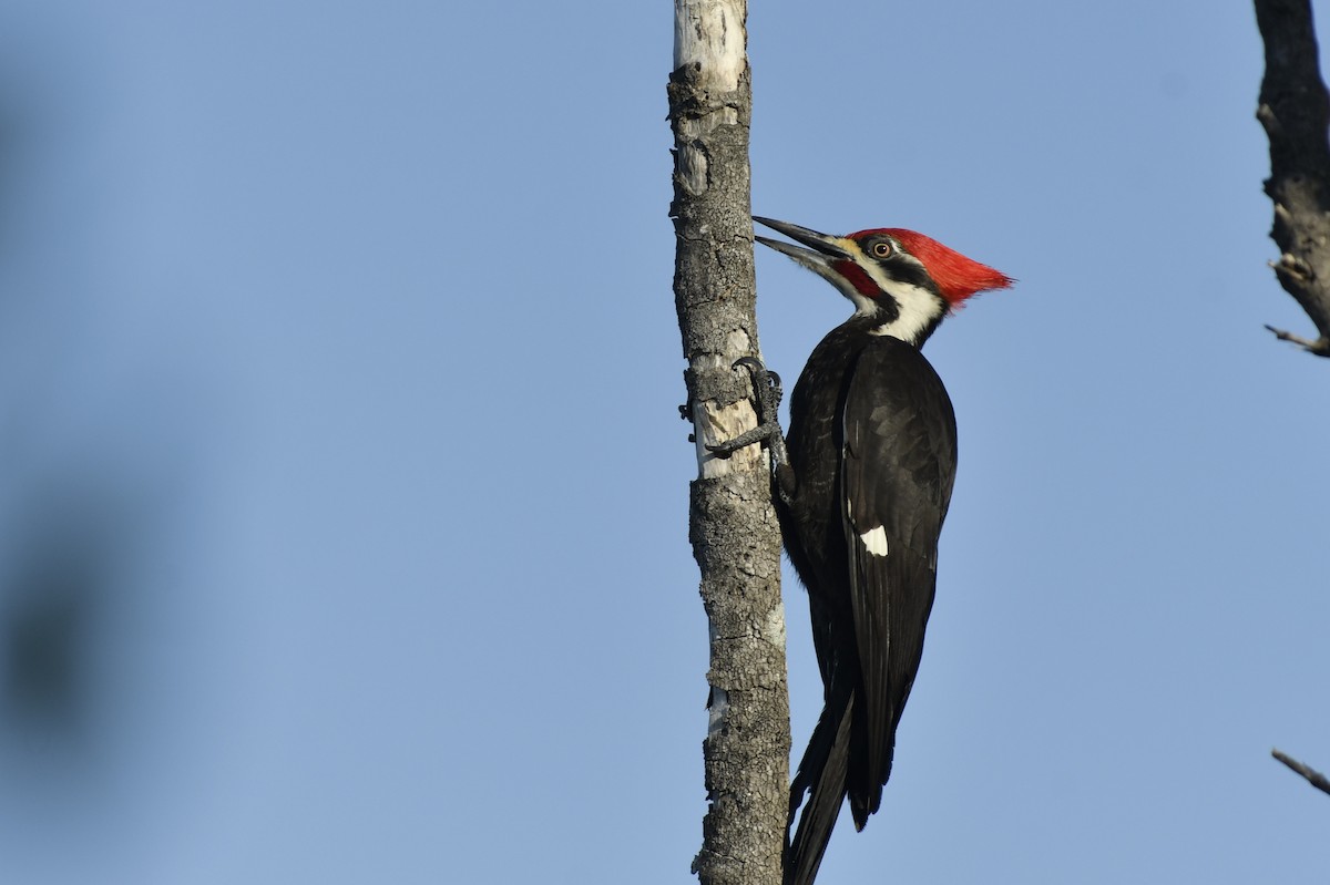 Pileated Woodpecker - ML212030721