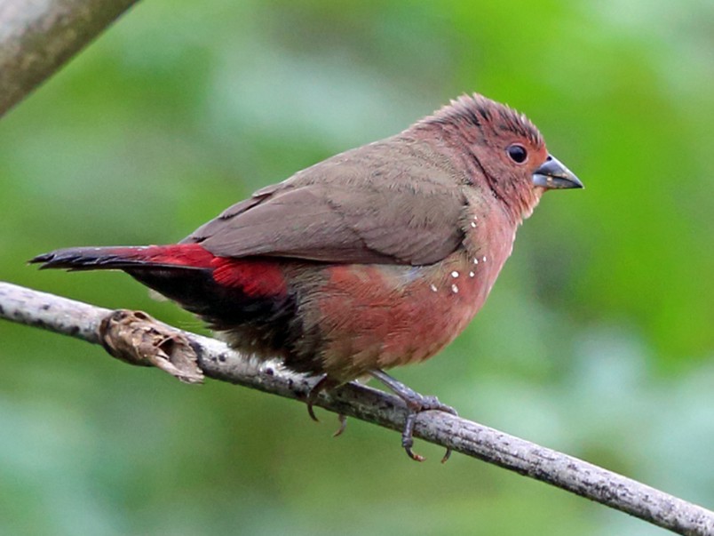 African Firefinch - Nigel Voaden