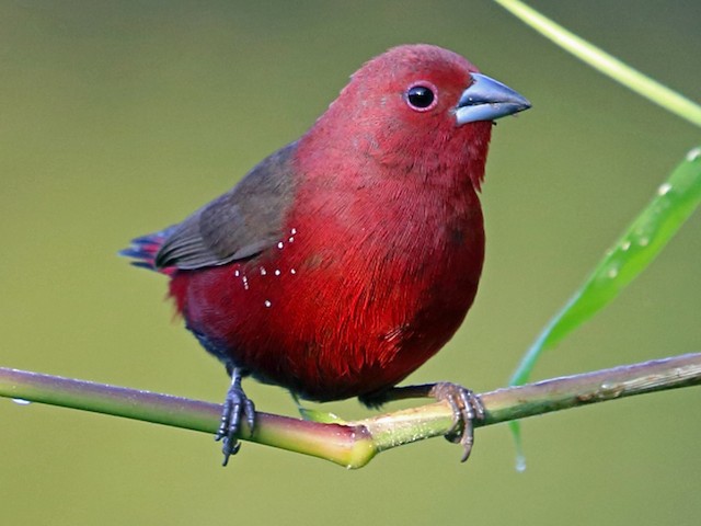 Photos - African Firefinch - Lagonosticta rubricata - Birds of the World