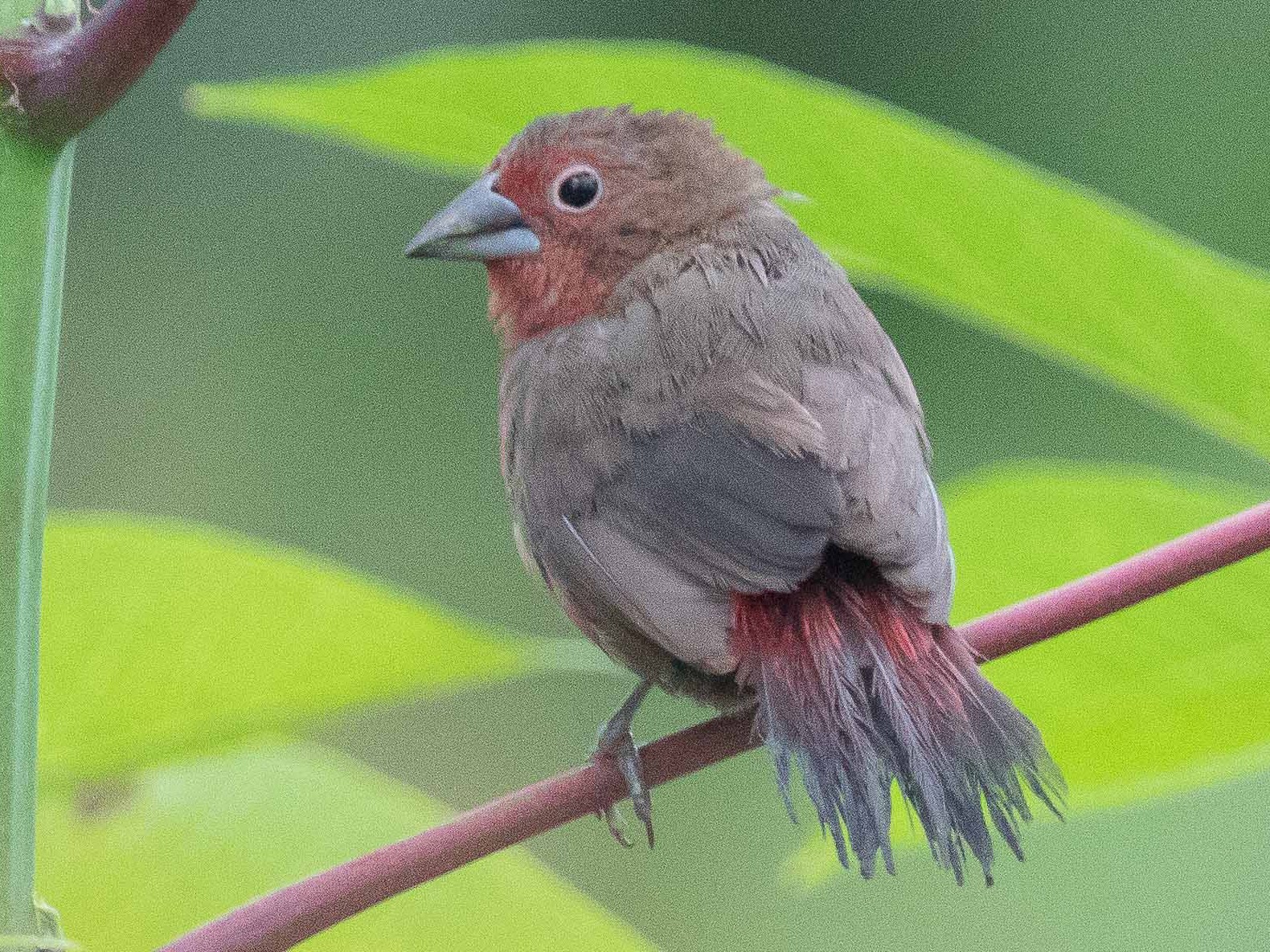 African Firefinch - Jim Hully