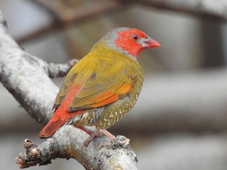 ウメズウズメ ヒメウタスズメ - eBird